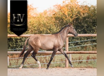 KWPN, Stallone, 3 Anni, Grullo