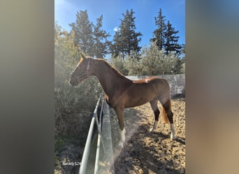 KWPN, Stallone, 4 Anni, 160 cm, Sauro scuro