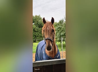 KWPN, Stallone, 4 Anni, 160 cm, Sauro scuro