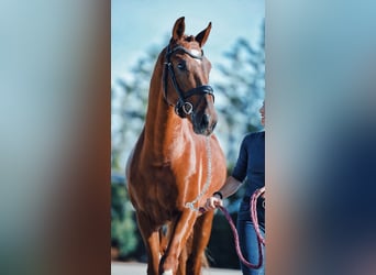 KWPN, Stallone, 4 Anni, 160 cm, Sauro scuro