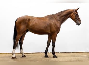 KWPN, Stallone, 4 Anni, 163 cm, Baio