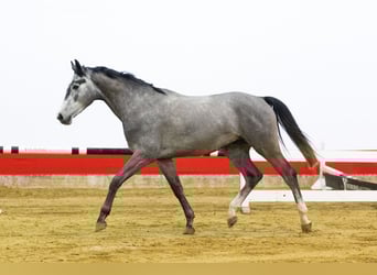 KWPN, Stallone, 4 Anni, 163 cm