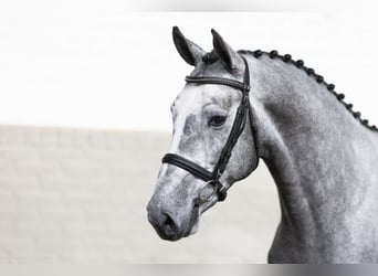 KWPN, Stallone, 4 Anni, 163 cm