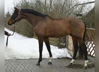 KWPN, Stallone, 4 Anni, 169 cm, Baio ciliegia