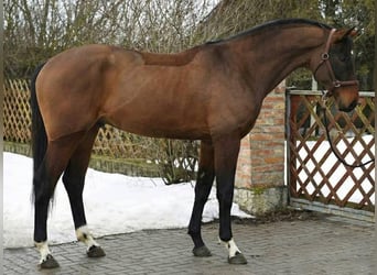 KWPN, Stallone, 4 Anni, 169 cm, Baio ciliegia