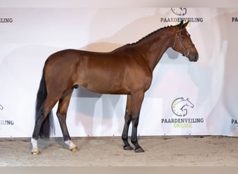 KWPN, Stallone, 4 Anni, 170 cm, Baio