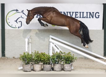 KWPN, Stallone, 4 Anni, 170 cm, Baio