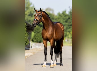 KWPN, Stallone, 4 Anni, 170 cm, Baio ciliegia