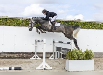 KWPN, Stallone, 4 Anni, 171 cm, Grigio