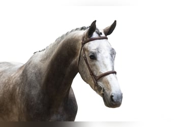 KWPN, Stallone, 4 Anni, 171 cm, Grigio