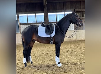 KWPN, Stallone, 4 Anni, 172 cm, Baio scuro