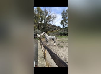 KWPN, Stallone, 4 Anni, 172 cm, Grigio
