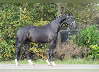 KWPN, Stallone, 4 Anni, 172 cm, Morello