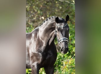 KWPN, Stallone, 4 Anni, 172 cm, Morello