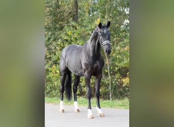 KWPN, Stallone, 4 Anni, 172 cm, Morello
