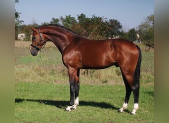 KWPN, Stallone, 4 Anni, 173 cm, Baio ciliegia