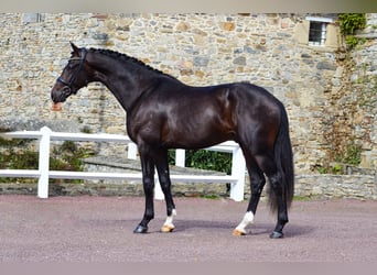 KWPN, Stallone, 5 Anni, 167 cm, Baio nero