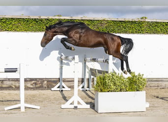 KWPN, Stallone, 5 Anni, 168 cm, Baio scuro