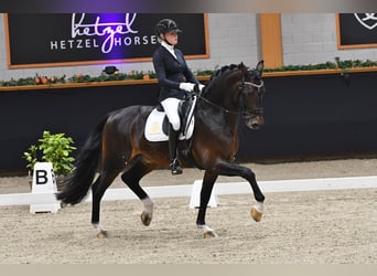 KWPN, Stallone, 5 Anni, 169 cm, Sauro