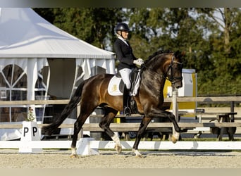 KWPN, Stallone, 5 Anni, 169 cm, Sauro