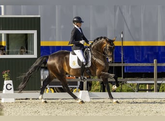 KWPN, Stallone, 5 Anni, 169 cm, Sauro