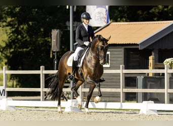 KWPN, Stallone, 5 Anni, 169 cm, Sauro