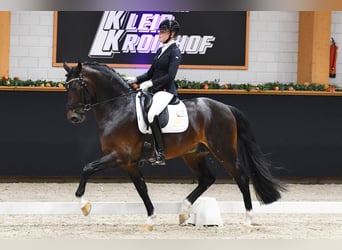 KWPN, Stallone, 5 Anni, 169 cm, Sauro