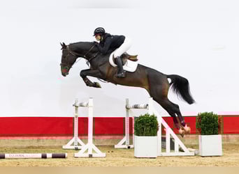 KWPN, Stallone, 5 Anni, 171 cm, Baio nero