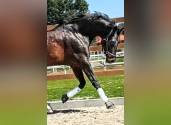 KWPN, Stallone, 5 Anni, 174 cm, Baio