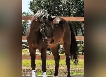 KWPN, Stallone, 5 Anni, 174 cm, Baio