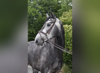 KWPN, Stallone, 5 Anni, 175 cm, Grigio pezzato