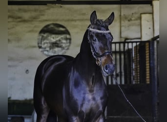 KWPN, Stallone, 5 Anni, 177 cm, Baio scuro