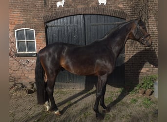 KWPN, Stallone, 5 Anni, 178 cm, Baio scuro