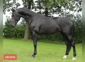 KWPN, Stallone, 5 Anni