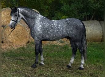 KWPN, Stallone, 6 Anni, 169 cm, Grigio pezzato