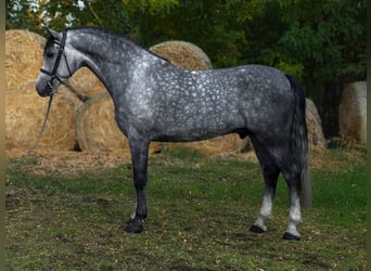 KWPN, Stallone, 6 Anni, 169 cm, Grigio pezzato