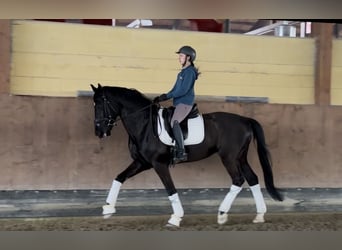 KWPN, Stallone, 6 Anni, Morello