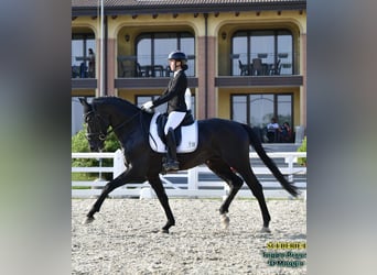 KWPN, Stallone, 6 Anni, Morello