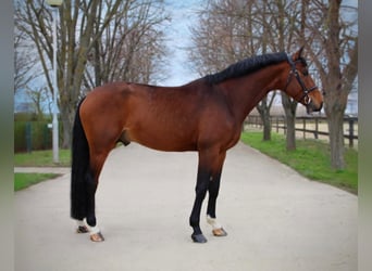 KWPN, Stallone, 7 Anni, 172 cm, Baio ciliegia