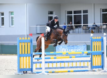 KWPN, Stallone, 7 Anni, 172 cm, Baio ciliegia