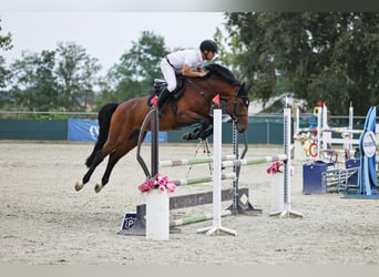 KWPN, Stallone, 7 Anni, 172 cm, Baio ciliegia