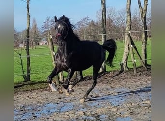 KWPN, Stallone, 7 Anni, 176 cm, Baio nero