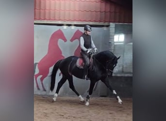 KWPN, Stallone, 7 Anni, 176 cm, Baio nero