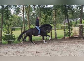 KWPN, Stallone, 7 Anni, 176 cm, Baio nero
