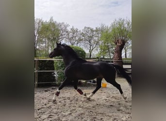 KWPN, Stallone, 7 Anni, 176 cm, Baio nero