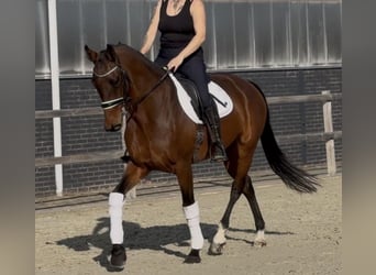 KWPN, Stallone, 9 Anni, 164 cm