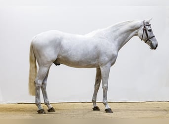 KWPN, Stallone, 9 Anni, 167 cm, Grigio