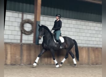 KWPN, Stallone, 9 Anni, 171 cm, Baio scuro