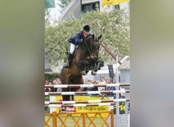 KWPN, Stallone, 34 Anni, 174 cm, Baio