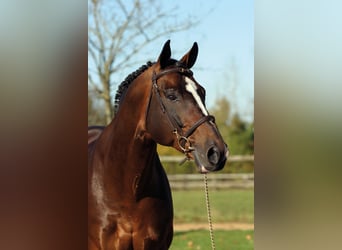 KWPN, Stallone, 30 Anni, 170 cm, Baio